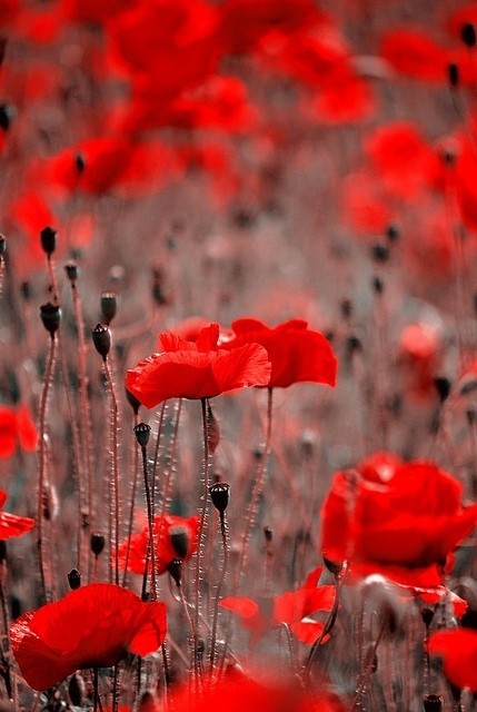 Photo:  Red Poppies 